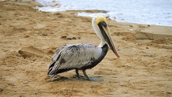 Un rêve de pélican et son interprétation authentique: Que signifie rêver de pélican ?