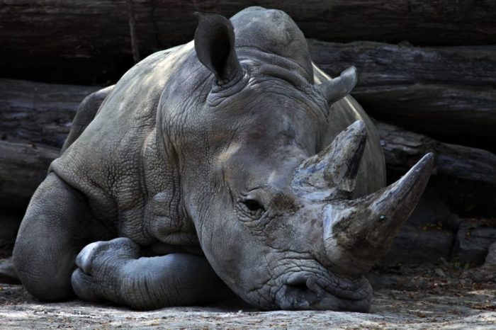 Rêver de rhinocéros et son interprétation: Rêver de rhinocéros et son interprétation: