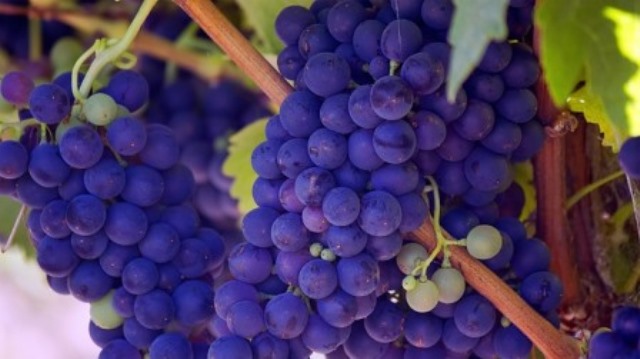 Rêver de raisin et sa signification: Que signifie rêver de raisin ?