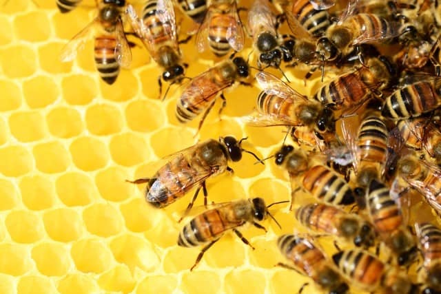 Que signifie rêver d'abeille ?