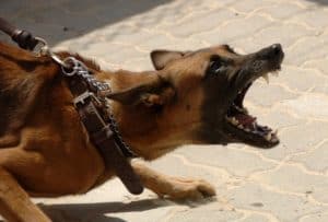 Le rêve d'attaque de chien et sa signification: Le rêve d'attaque de chien et sa signification: