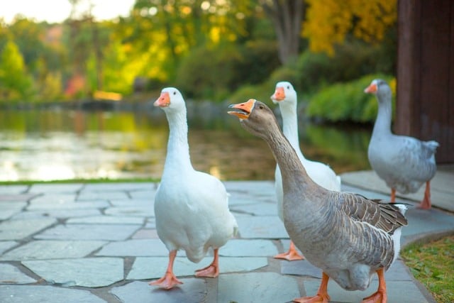 Le rêve d'oie et sa signification: Le rêve d'oie et sa signification: