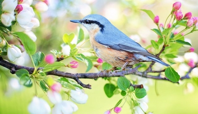 Le rêve d'oiseaux et sa signification: