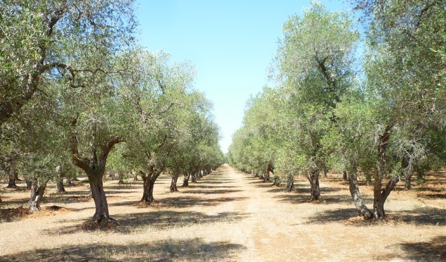 Le rêve d'oliveraie et sa signification: