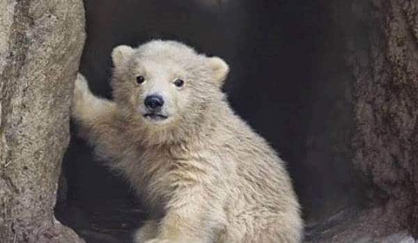 Le rêve d'ourson et sa signification: Le rêve d'ourson et sa signification: