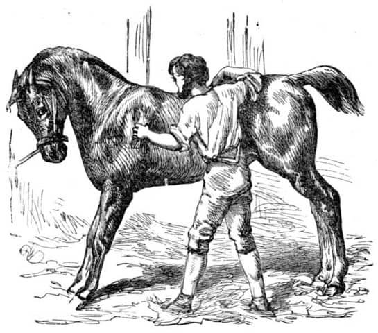 Le rêve de palefrenier et sa signification: Le rêve de palefrenier et sa signification: