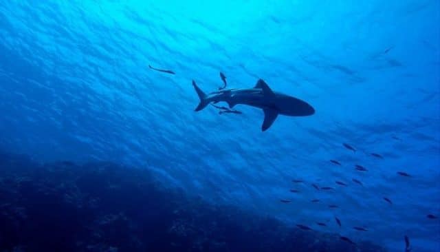 Un rêve de vacances à la mer et son interprétation authentique: Que signifie rêver de requin ?