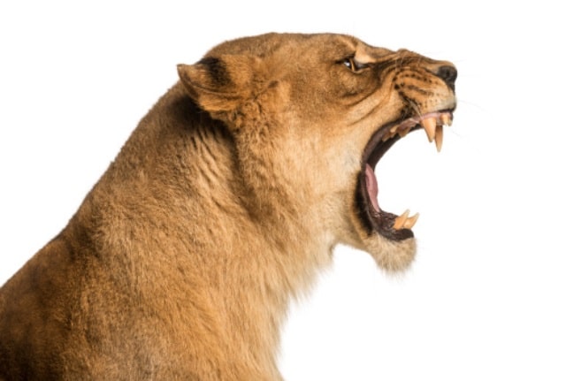 Le rêve de rugissement et sa signification: Le rêve de rugissement et sa signification: