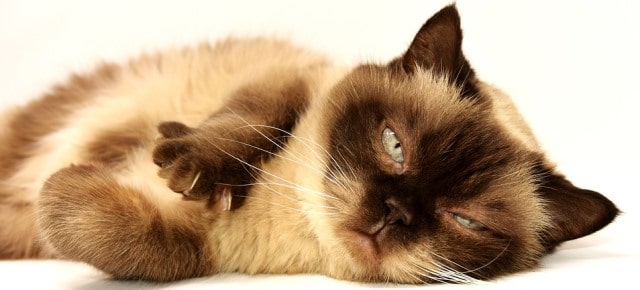 La Signification Et Le Symbole Des Reves De Chat La Signification Et Le Symbole Des Reves De Chat