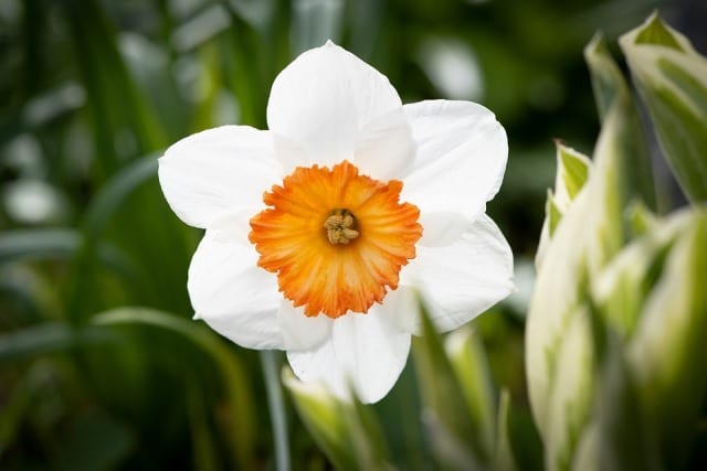 Le rêve de narcisse et sa signification: Le rêve de narcisse et sa signification: