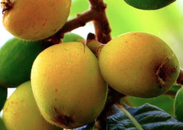 Le rêve de nèfles et sa signification: Que signifie un rêve de nèfles ?