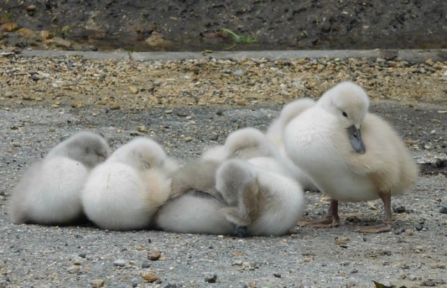 Le rêve de nichée et sa signification: Que signifie un rêve de nichée ?