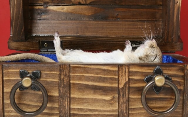 Le rêve de rat mort et sa signification: Que signifie un rêve de rat mort ?
