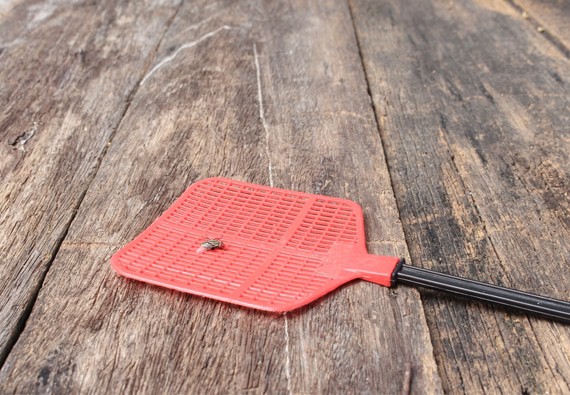 Le rêve de tuer des insectes et sa signification: Que signifie un rêve de tuer des insectes ?