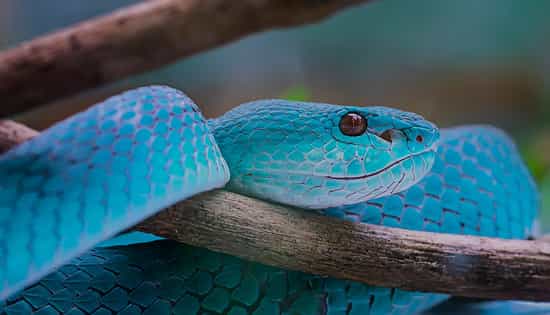 Pourquoi Rever De Serpent Bleu Interpretations Du Reve D Un Serpent Bleu Pourquoi Rever De Serpent Bleu Interpretations Du Reve D Un Serpent Bleu