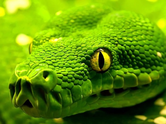 Rêver de serpent vert - Sens et interprétations: Que signifie un rêve de serpent vert ?