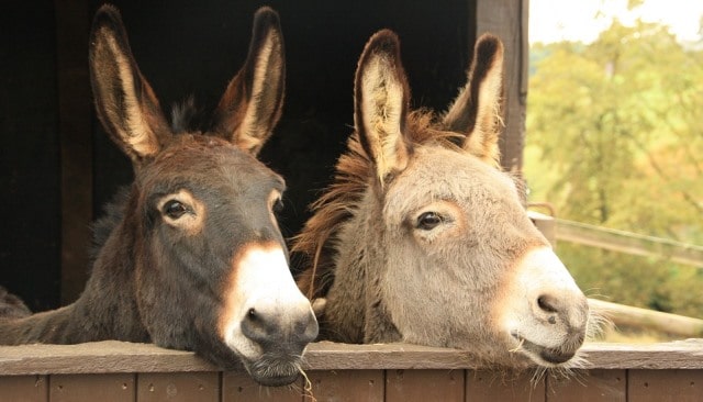 Que signifie un rêve d'âne ?
