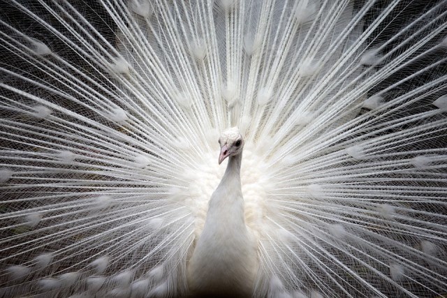 Le rêve d'oiseau blanc et sa signification: Que signifie un rêve d'oiseau blanc ?