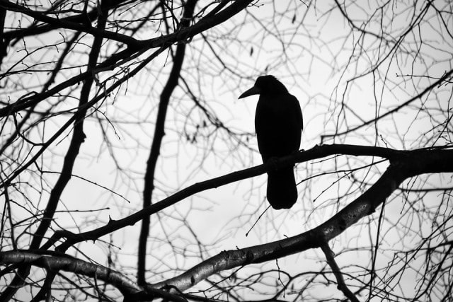 Rêver Doiseau Noir Interprétations Du Rêve Doiseau Noir