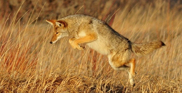 Le rêve de bondir et sa signification: Que signifie un rêve de bondir ?