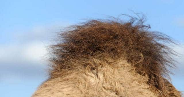 Que signifie un rêve de bosse ?