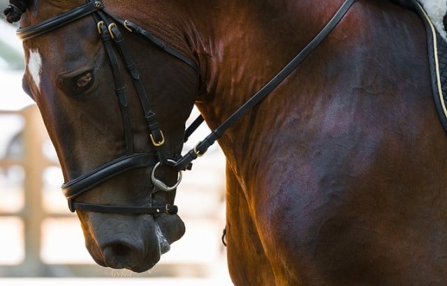 Que signifie un rêve de brides ?