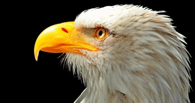 Que signifie un rêve de manger un aigle ?