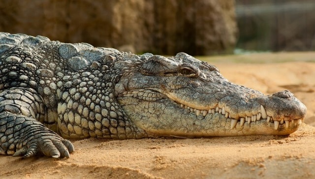 Que signifie un rêve de manger un alligator ?