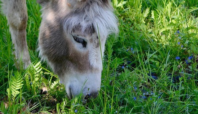 Que signifie un rêve de manger un âne ?