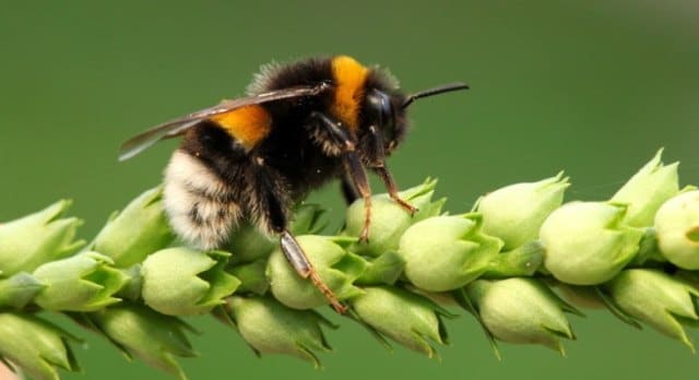 Le rêve de manger une abeille et sa signification: Que signifie un rêve de manger une abeille ?