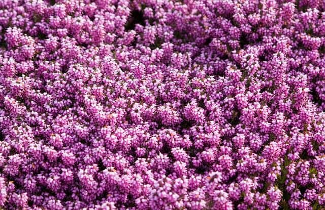 Le rêve de bruyère et sa signification: Que signifie un rêve de bruyère ?