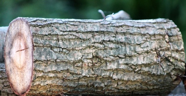 Que signifie un rêve de bûche ?