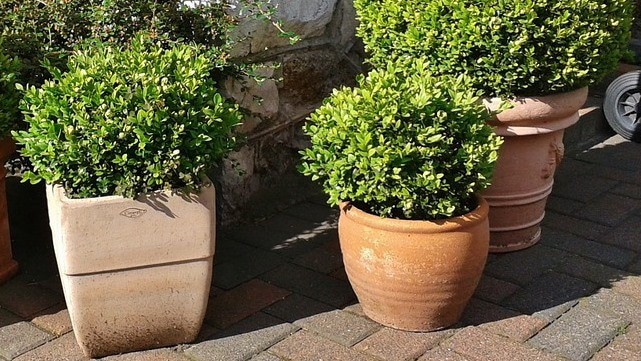 Le rêve de buis et sa signification: Que signifie un rêve de buis ?