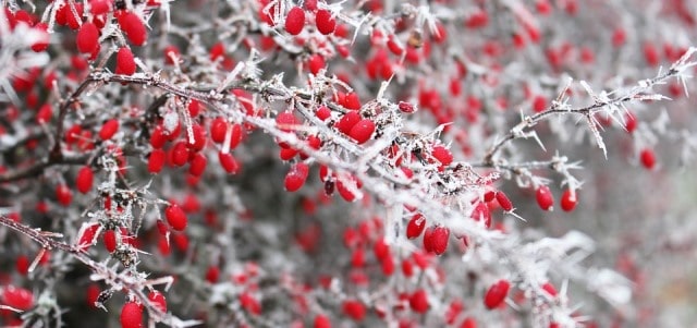 Le rêve de buisson et sa signification: Que signifie un rêve de buisson ?