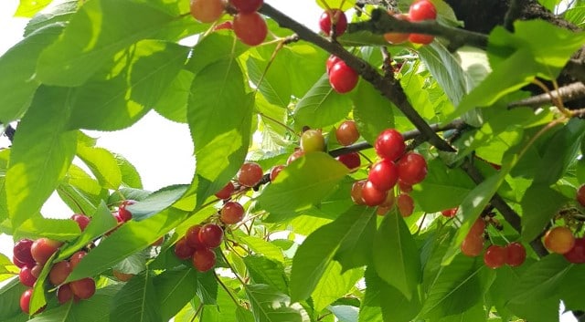 Le rêve de cerisier et sa signification: Que signifie un rêve de cerisier ?