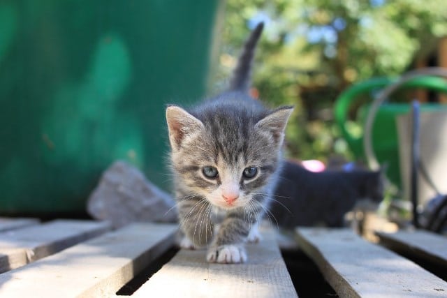 Rêver De Chaton Interprétations Du Rêve De Chatons