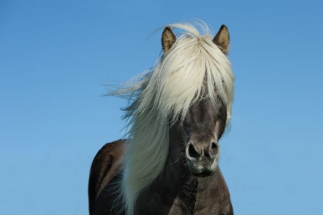 Que signifie un rêve de cheval ?