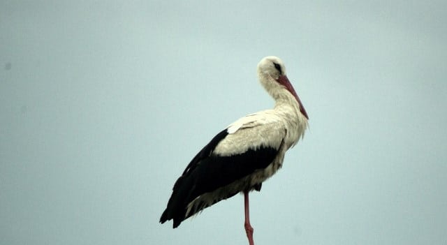 Que signifie un rêve de cigogne ?