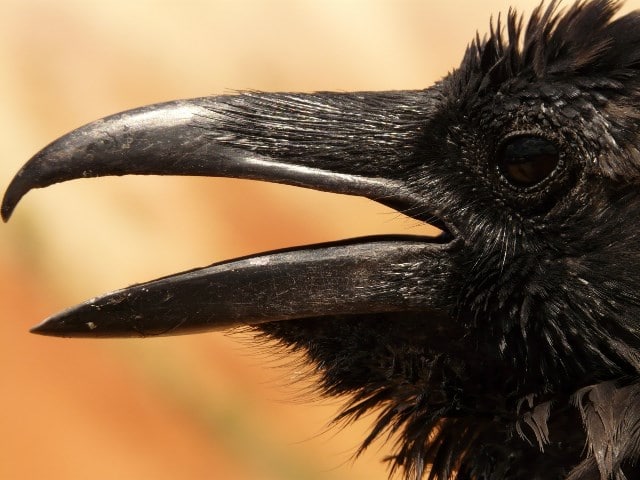 Rêver De Corbeau Interprétations Exactes Du Rêve De Corbeau