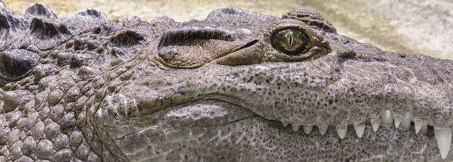 Rêver De Crocodile Interprétation Et Signification Du Rêve - 