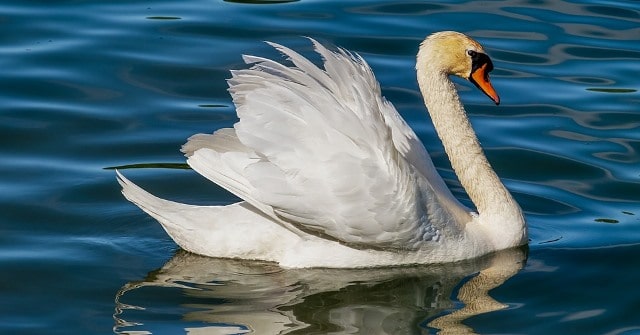 Que signifie un rêve de manger un cygne ?