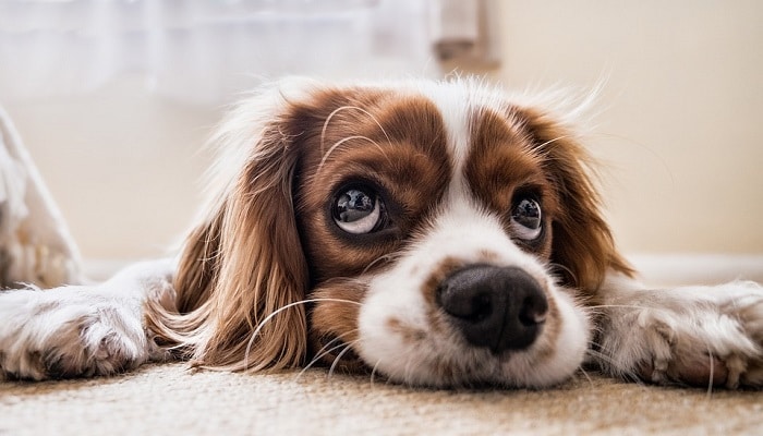 Le rêve de chiots et sa signification: Que signifie un rêve de chiot ?