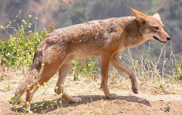 Que signifie un rêve de coyote ?