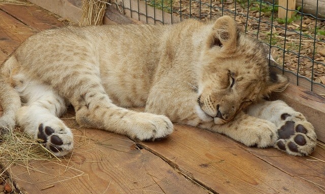Que signifie un rêve de lionceau ?
