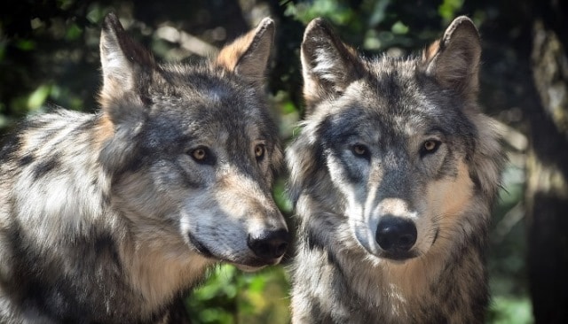 Rever De Loup Interpretations Exactes Du Reve De Loups Rever De Loup Interpretations Exactes Du Reve De Loups
