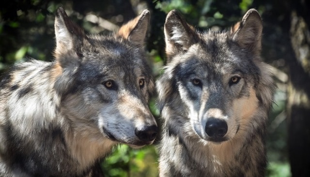 Que signifie rêver de loup ?