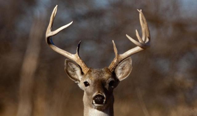 Le rêve de chevreuil et sa signification: Que signifie rêver de chevreuil ?