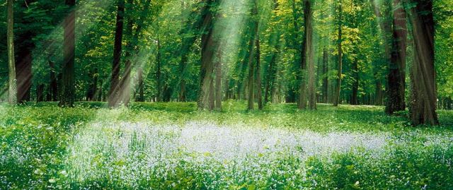 Le rêve de clairière et sa signification: Que signifie rêver de clairière ?