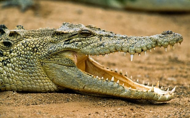 Un rêve de combattre un crocodile et son interprétation authentique: Que signifie rêver de combattre un crocodile ?