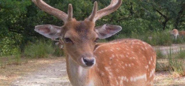 Le rêve de daim et sa signification: Que signifie rêver de daim ?